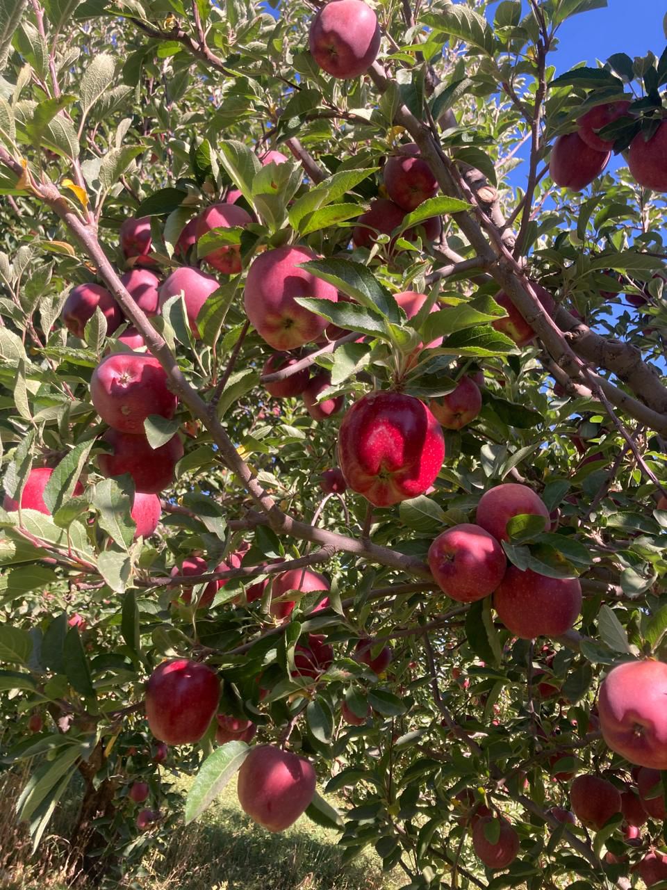 WhatsApp Image 2025-11-13 at 4.05.30 PM (1).jpeg